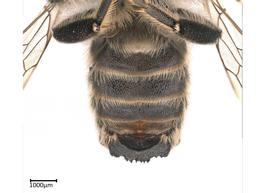   Megachilenbsp; ( Creightonella ) sp.nbsp;male sterna, photo: Colleen Meidt 
